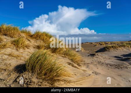 Dünenlandschaft, Sanddünen, Dünengras im Westen von Borkum, Insel, Ostfriesland, Winter, Saison, Herbst, Niedersachsen, Deutschland Stockfoto