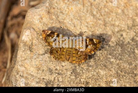 Der Elfin Skipper, ein sehr häufiger kleiner Schmetterling, wird oft übersehen, da er sich gerne im Schatten der Wälder ausruhen möchte, die er bevorzugt. Stockfoto