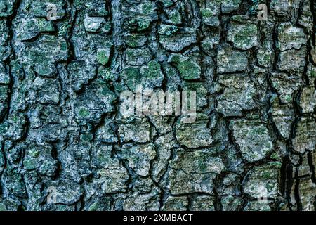 Atlas Cedars, Foret des Cedres, Luberon Nationalpark, Provence, Frankreich, Europa Stockfoto