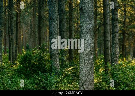 Atlas Cedars, Foret des Cedres, Luberon Nationalpark, Provence, Frankreich, Europa Stockfoto