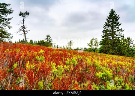 Landschaft am Kahler Asten, Berg, im Landkreis Hochsauerland, Hochheide, Nordrhein-Westfalen, Deutschland Stockfoto