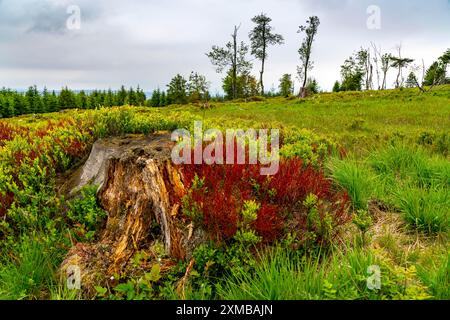 Landschaft am Kahler Asten, Berg, im Landkreis Hochsauerland, Hochheide, Nordrhein-Westfalen, Deutschland Stockfoto