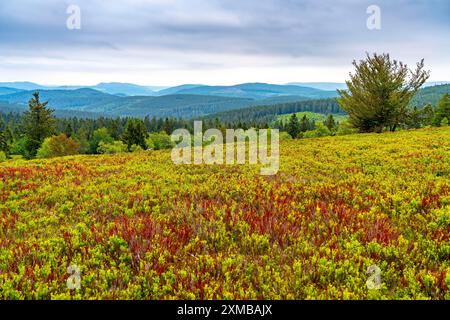 Landschaft am Kahler Asten, Berg, im Landkreis Hochsauerland, Hochheide, Nordrhein-Westfalen, Deutschland Stockfoto