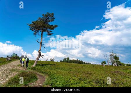 Landschaft am Kahler Asten, Berg, im Landkreis Hochsauerland, Hochheide, Nordrhein-Westfalen, Deutschland Stockfoto