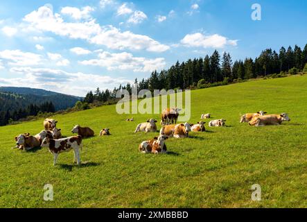 Milchkühe auf einer Weide, Landschaft im Sauerland, Rothaargebirge, Nordwesten, oberhalb der Stadt Bad Berleburg, Nordrhein-Westfalen Stockfoto