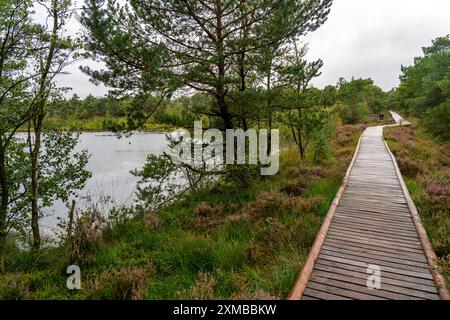 Holzdielen-Weg durch das Pietzmoor, Hochmoor im Naturschutzgebiet Lüneburger Heide, bei Schneverdingen, Niedersachsen Stockfoto