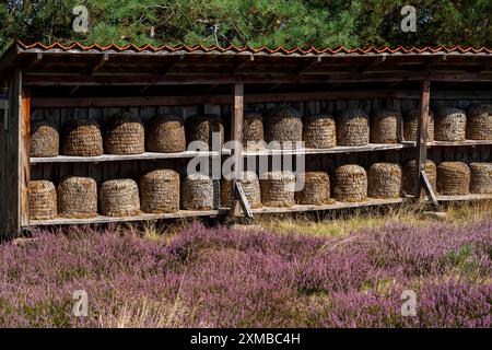 Bienenstöcke, Bienenstücke in der Hoepener Heide, Heidekraut Blüte der Besenheide, im Naturschutzgebiet Lüneburger Heide, Niedersachsen Stockfoto