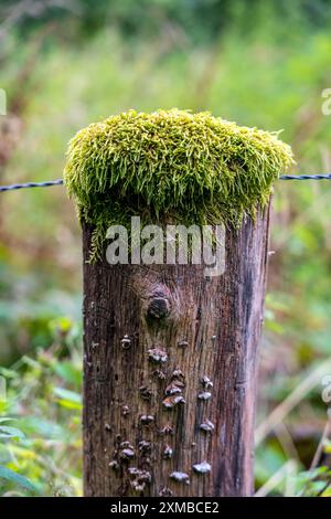 Moose wachsen auf einem Holzzaunpfosten im Arnsberger Wald, Sauerland Nordrhein-Westfalen Stockfoto