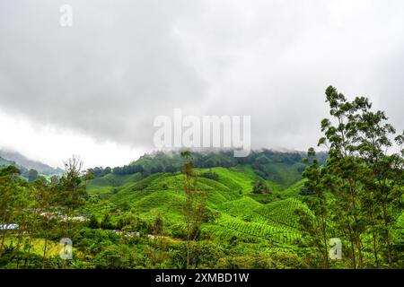 Die Aussicht von der BOH Tea Plantation in Cameron Highlands, Malaysia Stockfoto