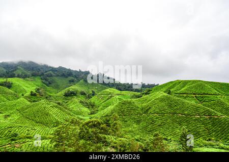 Die Aussicht von der BOH Tea Plantation in Cameron Highlands, Malaysia Stockfoto