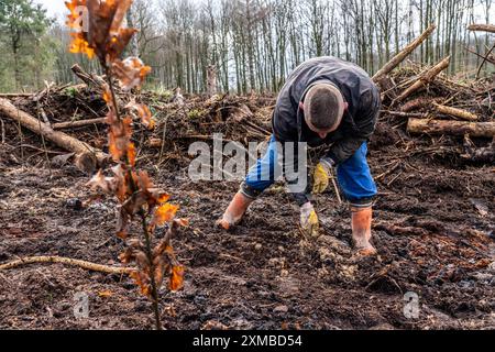 Aufforstung im Arnsberger Wald bei Ruethen-Nettelstaedt, Landkreis Soest, Pflanzen Forstarbeiter junge Eichen, 2 Jahre alt, in früher Stockfoto