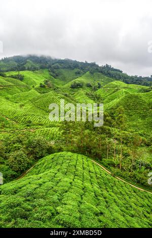 Die Aussicht von der BOH Tea Plantation in Cameron Highlands, Malaysia Stockfoto