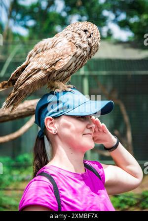 Porträt einer lachenden 36-jährigen russischen Frau mit Ural-Eulen (Strix uralensis) auf dem Kopf sitzendem Vogel Stockfoto