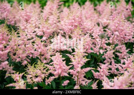 Lila Astilbe Blüten (falscher Ziegenbart). Queen Alexandra Variety, Hybrid. Russischer Fernost. Stockfoto