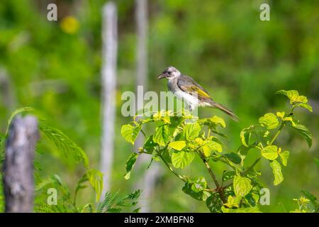 Helles belüftetes Bulbul juvenile mit einem Insekt im Schnabel Stockfoto