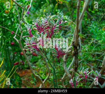 Gelbe Kängurupfote, Anigozanthos flavidus, Eingeborene im Südwesten Westaustraliens. Stockfoto