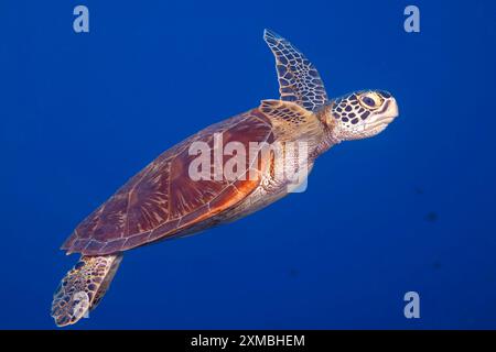 Eine grüne Meeresschildkröte, Chelonia mydas, in blauem Wasser vor der Insel Guam in Mikronesien. Das ist eine vom Aussterben bedrohte Spezies. Stockfoto