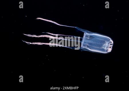 Diese Qualle, Manokia stiasnyi, wurde nachts im offenen Ozean mit dem Boden 3000 Fuß unter der Insel Guam, Mikronesien, Mariana fotografiert Stockfoto