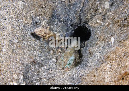 Blauer, gesprenkelter Garnelengoby, Cryptocentrus caeruleomaculatus, lebt in einer symbiotischen Beziehung mit einer blinden, schnappenden Garnele, Alpheus sp. Wie abgebildet h Stockfoto