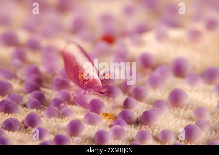 Mit weniger als einem Zoll Länge lebt diese kommensale Seesterngarnele Zenopontonia Soror, früher Periclimenes Soror, auf der gefalteten Oberfläche eines Stockfoto