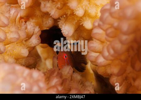 Citron Goby, Gobiodon citrinus, auch Citrin oder Clown Goby, Giftgoby und Zitronengoby genannt. Das ist eine schwierige Spezies Stockfoto