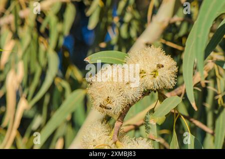 Honigbiene auf Eukalyptusblume Stockfoto