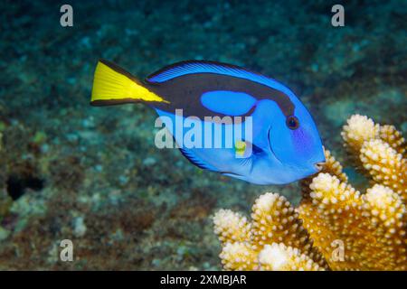 Die Palette der Chirurgenfische Tang, Paracanthurus hepatus, ist auch bekannt als der königliche Tang oder der blaue Chirurgenfisch, Guam, Mikronesien, Marianen, Phili Stockfoto