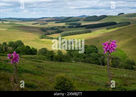 Blick auf das Allan Water Valley in der Nähe der Skelfhill Farm, Hawick Scottish Borders. UK Stockfoto