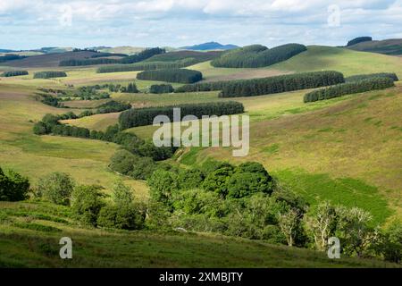 Blick auf das Allan Water Valley in der Nähe der Skelfhill Farm, Hawick Scottish Borders. UK Stockfoto