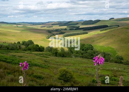 Blick auf das Allan Water Valley in der Nähe der Skelfhill Farm, Hawick Scottish Borders. UK Stockfoto