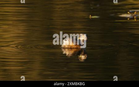 Der Australasian Grebe (Tachybaptus novaehollandiae) ist ein kleiner Wasservogel, der an einem goldenen sonnendurchfluteten Morgen vorkommt und an Süßwasserseen häufig vorkommt. Stockfoto