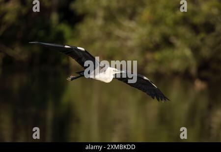 Pazifikreiher (Ardea pacifica) ist ein großer, langbeiniger Vogel mit langem Hals, kleinem Kopf und Spitzschnabel, der im Flug seine Flügelspannweite zeigt. Stockfoto