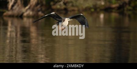 Der Weißhalsreiher oder Pazifikreiher (Ardea pacifica) ist ein großer, langbeiniger Vogel mit langem Hals, kleinem Kopf und Spitzschnabel. Stockfoto