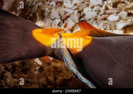 Detail der rasiermesserscharfen Hakenstacheln am Schwanz eines orangespinen Einhörnfisches, NASO lituratus. Fotografiert nachts vor der Insel Guam, MICR Stockfoto