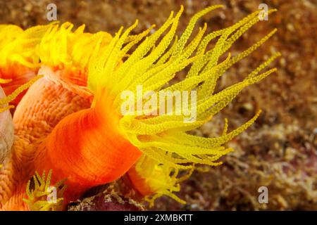 Ein genauer Blick auf Orangenkorallen, Tubastraea coccinea, Guam, Mikronesien, Marianen, Philippinensee. Stockfoto