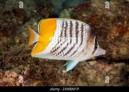 Der gelbliche Merten-Butterflyfisch Chaetodon mertensii ist auch als Atoll-Butterflyfish bekannt. Fotografiert vor der Insel Guam, Mikronesien, Stockfoto