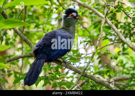 Hartlaub's Turaco - Tauraco hartlaubi, schöner farbiger großer Turakovogel aus ostafrikanischen Wäldern und Wäldern, Uganda. Stockfoto