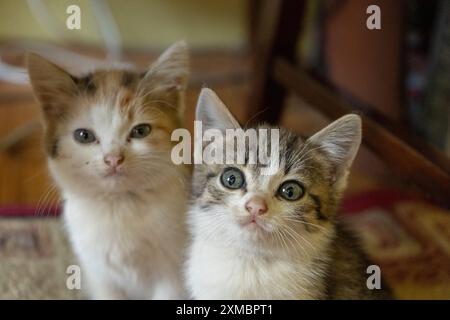 Zwei interessante kleine Kätzchen im Zimmer Stockfoto