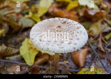 Im Wald wächst ein Pilz mit Sonnenschirm Stockfoto