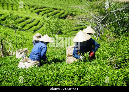 Teesammler, die auf Plantagen arbeiten. Arbeiter in traditionellen Hüten Stockfoto