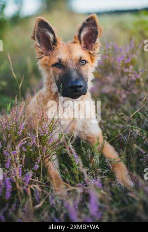 Westerwälder Kuhhhund Stockfoto