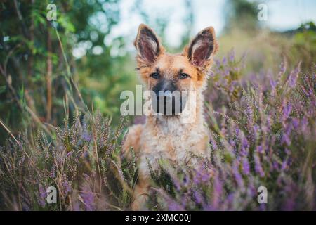 Westerwälder Kuhhhund Stockfoto
