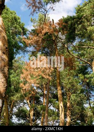 Scots Kiefernnadeln, die als Folge der Kiefernwelke im Folly Hill Forest, Faringdon, Oxfordshire, England, entstanden sind Stockfoto