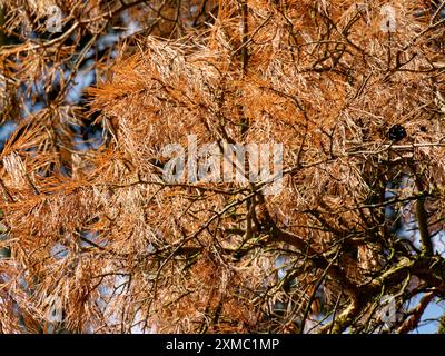 Scots Kiefernnadeln, die als Folge der Kiefernwelke im Folly Hill Forest, Faringdon, Oxfordshire, England, entstanden sind Stockfoto