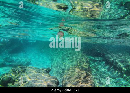 Pelagia noctiluca, auch bekannt als die malvenfarbene Qualle auf Palma Mallorca, lila Qualle, leuchtende Quallen und nächtliche Quallen. Stockfoto