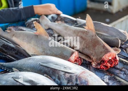 Essbare kleine Haie und andere Fische auf einem lokalen Markt in Bandar Abbas, Iran. Stockfoto