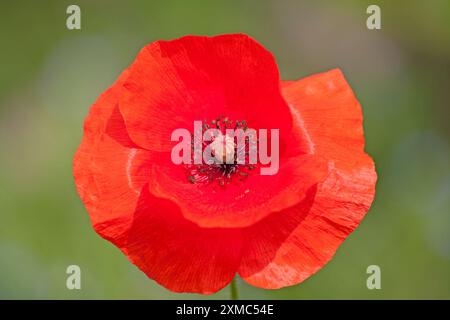 Red Poppy (Papaver) im Garten Stockfoto