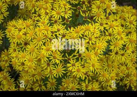 Jacobaea vulgaris oder Senecio Jacobaea. Gebräuchliche Namen sind Ragwort, Stinking Willie, Tansy Ragwort, Benweed, St. James stinkende Nanny, Gift Stockfoto