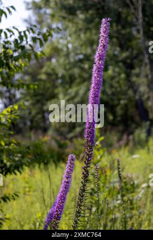 Der dichte glühende Stern (Liatris spicata) oder die Präriefeder. Krautige Staudenblüte aus dem Osten Nordamerikas Stockfoto