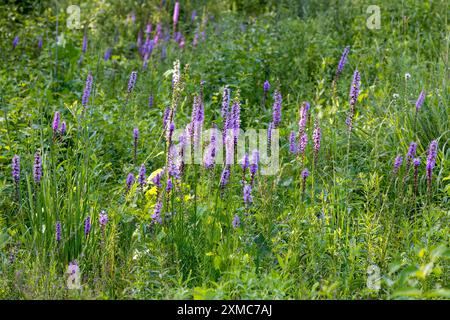 Der dichte glühende Stern (Liatris spicata) oder die Präriefeder. Krautige Staudenblüte aus dem Osten Nordamerikas Stockfoto